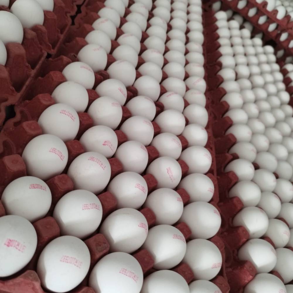 Beyaz Tavuk Yumurtası Toptan Üzülmez Yumurta
